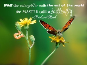 what-the-caterpillar-calls-the-end-of-the-world-the-master-calls-a-butterfly-quote[1]