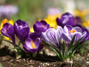 6915007-spring-flowers-from-the-garden[1]